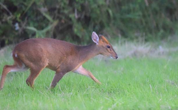 istock cute muntjac deer close up animal 828740116