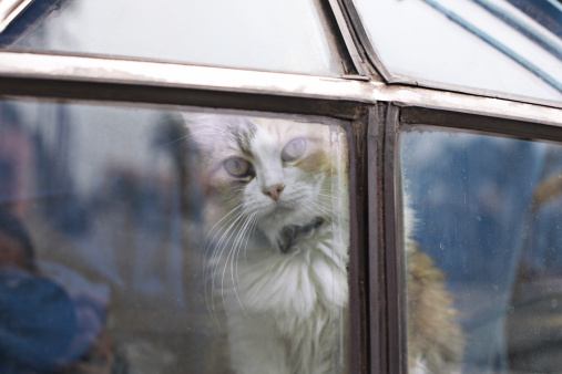 A Thai domestic cat is sitting by the window