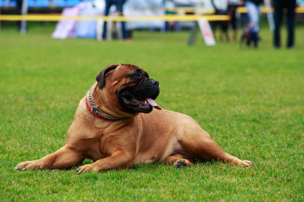istock Dog breed Bullmastiff 828747446