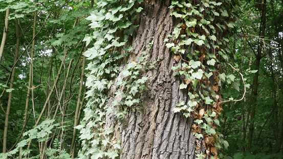 tree and its bark in the Bois de Vincennes
