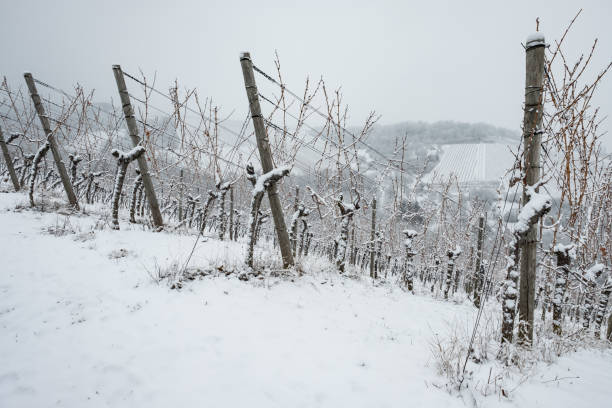 istock German vineyard with vines in winter 828761396