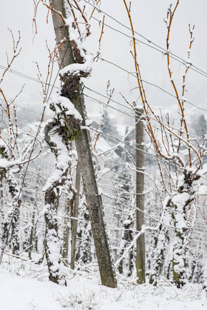 istock Vines in snow in winter in a vineyard 828763430