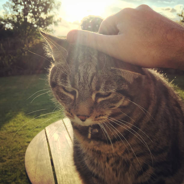 istock Tabby cat being petted in a garden 828778422