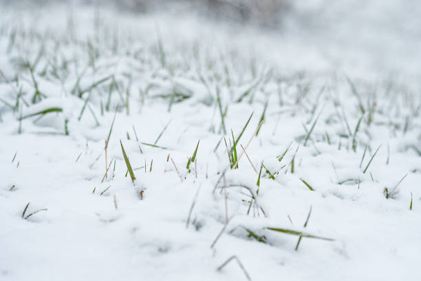istock Green grass snowbound in snow 828781378