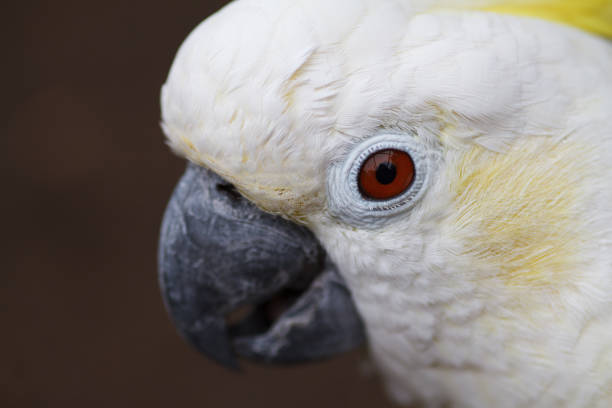 istock White white cockatoo close-up. 828782008