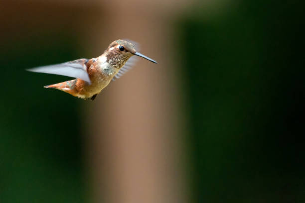 istock Hummingbird flying in a garden 828782628
