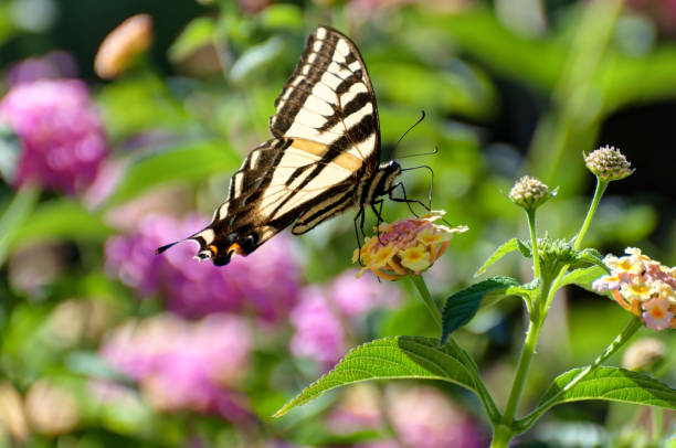 istock monarch butterfly on flowers 828783016