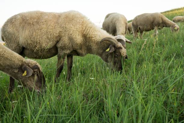 istock Sheep on the meadow with town background. Slovakia 828788556