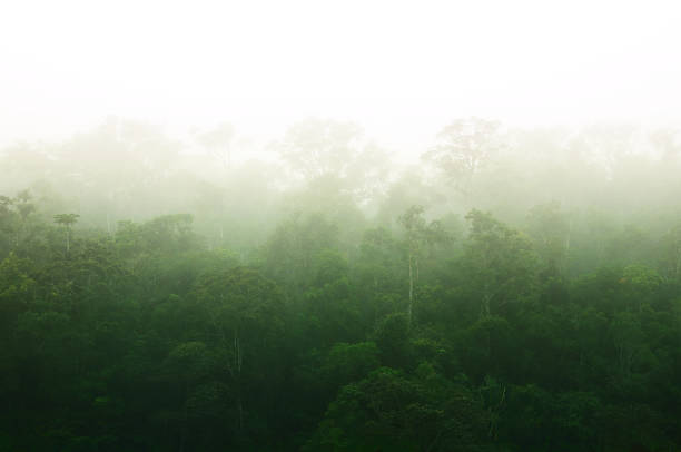 Misty green rainforest of Andasibe, Madagascar stock photo