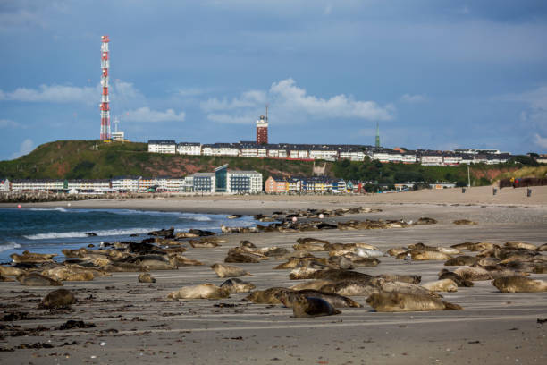 Seals on the island of Helgoland, Germany