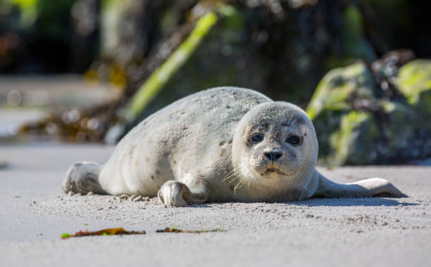 sello de bebé en la isla alemana de helgoland - foca fotografías e imágenes de stock