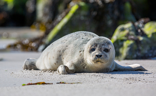 Baby seal on the island of Helgoland, Germany
