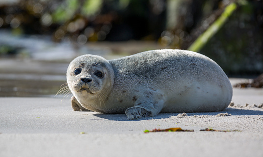 Baby seal on the island of Helgoland, Germany