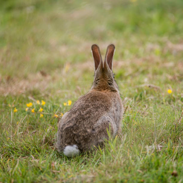istock Wild rabbit Oryctolagus Cuniculus animal sitting in Summer meadow landscape 828811392