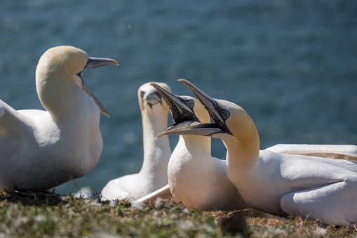 Two families of northern gannet are fighting for the nest on the island of Helgoland, Germany