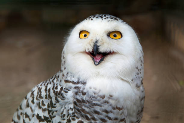 istock White owl close up portrait 828812748