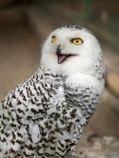 istock White owl portrait close up 828813050