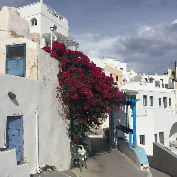 istock Santorini Flowers Romantic Island Greece 828818180
