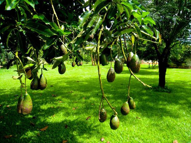 Fruits in a tree