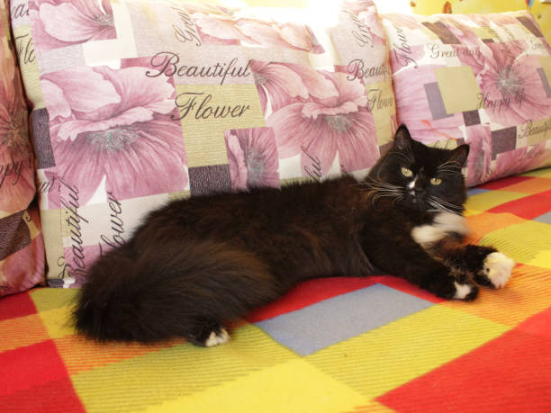 istock cat sleeps on the colorful sofa 828820310