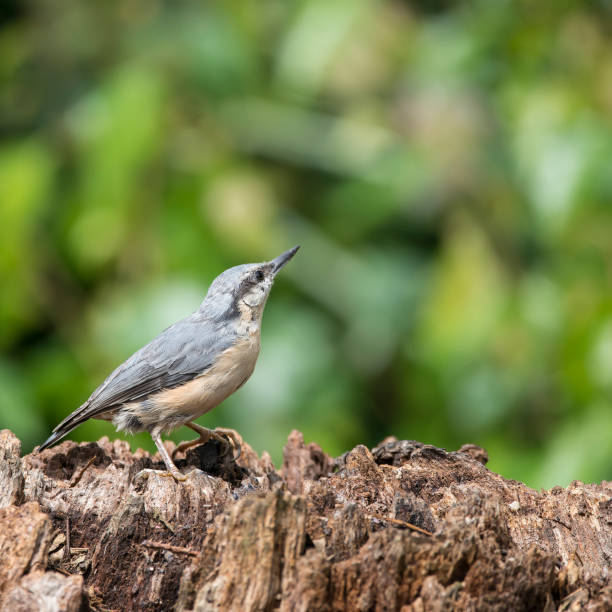 istock Beautiful Nuthatch bird Sitta Sittidae on tree stump in forest landscape setting 828827890