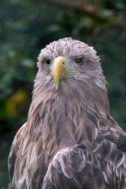 istock Portrait of a White Tailed Sea Eagle 828828228