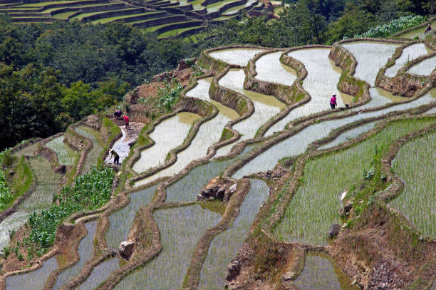 istock Yuangyang Rice Terraces, Yunnan - China 828832918