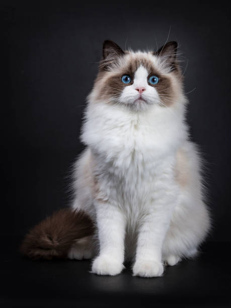 istock Young adult Ragdoll cat sitting frontal on black background 828833320