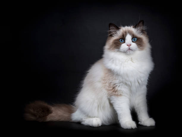 istock Young adult Ragdoll cat sitting sideways isolated on black background (1) 828834486
