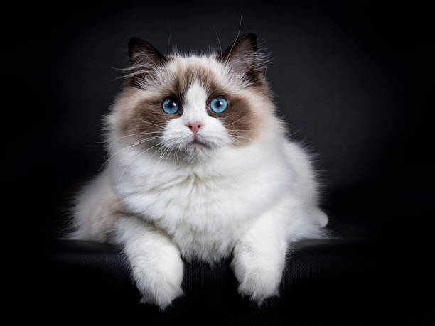 Young adult Ragdoll cat laying isolated on black background with paws hanging over edge Ragdoll on black ragdoll cat stock pictures, royalty-free photos & images