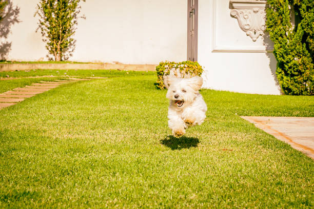 istock Maltese dog running on the grass 828845562