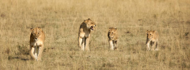 cachorros de cuatro león caminando - masai mara national reserve masai mara lion cub wild animals fotografías e imágenes de stock