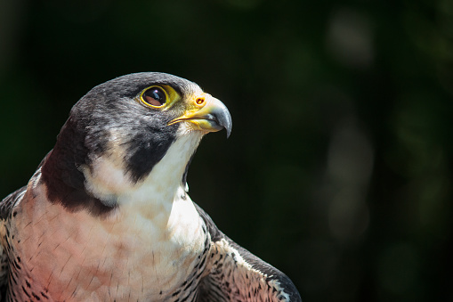 A majestic Harris's hawk (Parabuteo unicinctus) bird of prey