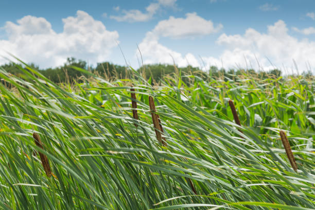 istock Cattail on a windy day with blue sky and white clouds in the background 828875220