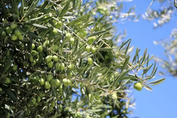Green olives on branch in Australia