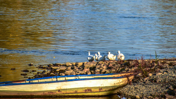 istock Kids! Today we don't take the boat! 828898036