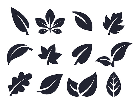 Leaf nature icons and symbols collection.