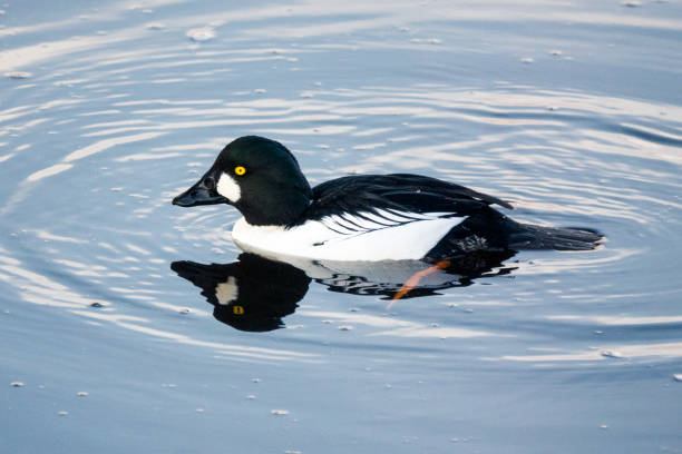 Common goldeneye drake