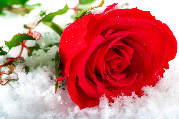 istock frozen winter red rose covered in snow and frost 828929096