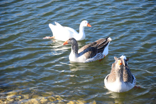 istock Goose - Geese on the Mediterranean in Spain 828929242