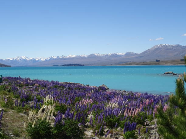 istock New Zealand 828941894