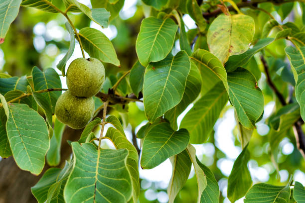 close up de noix sur une branche d&#39;arbre - walnut tree walnut nut branch photos et images de collection