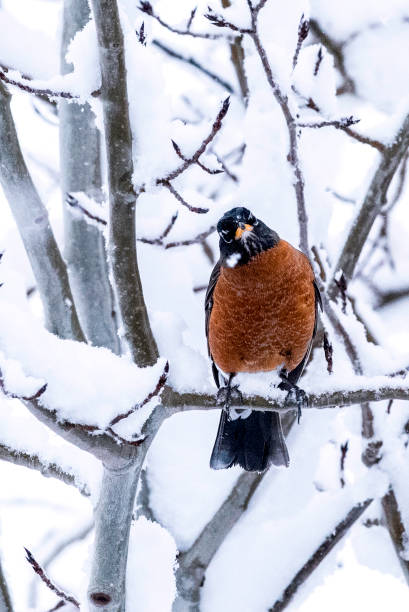 istock American Robin on Snow Covered Tree Branch 828957198