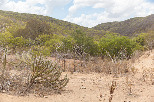 Landscape of caatinga biome, with its typical plants