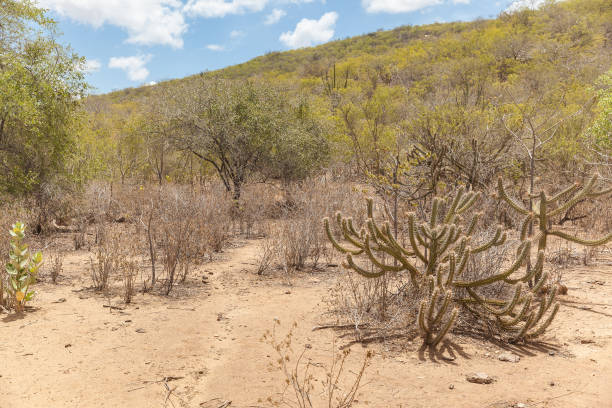 Landscape of caatinga biome, with its typical plants