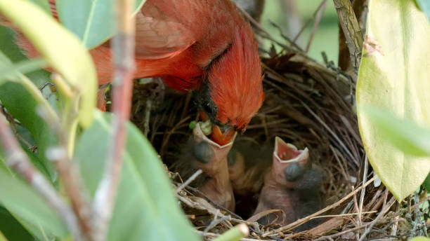 istock Male cardinal feeding his baby chicks 828972390