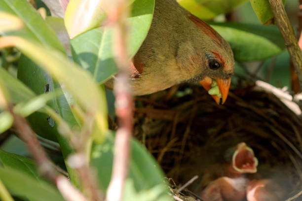 istock Female cardinal bird feeding her newborn baby chicks 828972398