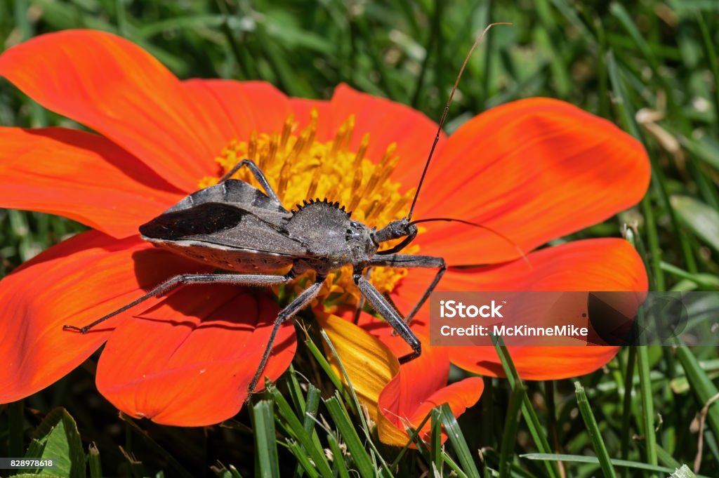 Assassin Bug Wheel bug or assassin bug on Tithonia diversifolia flower. Assassin bug is in the family Reduviidae and the species is one of the largest terrestrial true bugs in North America. Animal Stock Photo