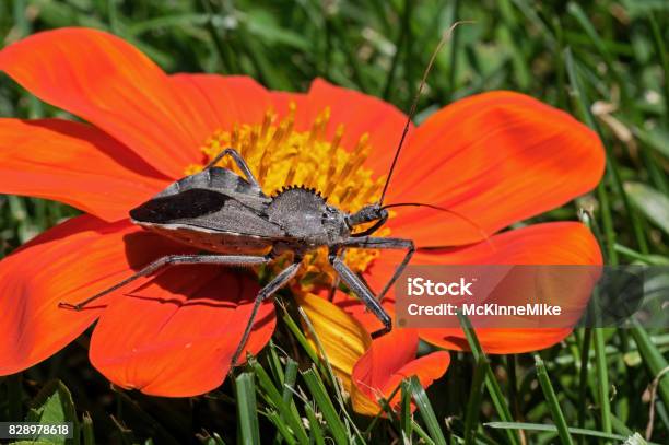 Assassin Bug Stock Photo - Download Image Now - Animal, Blossom, Bud
