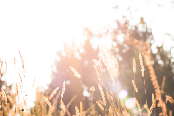 istock Golden Grass Reeds at Sunrise 828984802